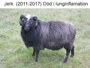 Jerk dod.jpg